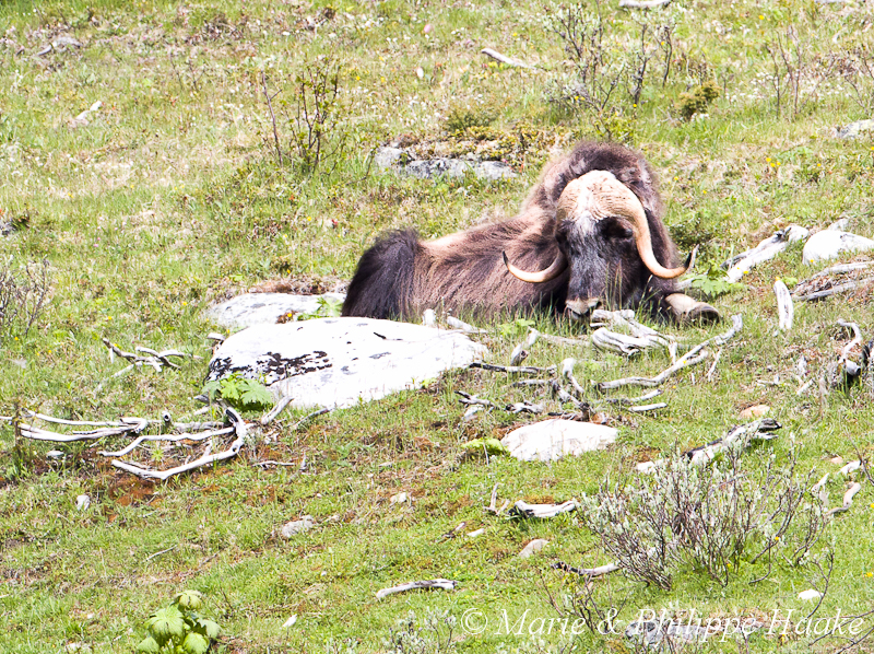 Boeuf musque 9812.jpg - Boeuf musqué (Dovrefjell, Norvège, juin 2012)